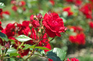 120908suke04_2